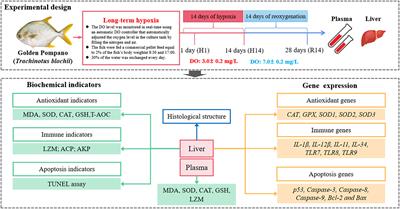 Long-term hypoxia and reoxygenation induced oxidative stress lead to immunosuppression and apoptosis in golden pompano (Trachinotus blochii)
